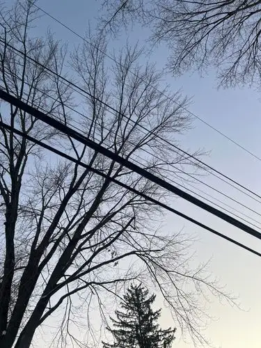Bare branches reaching for the quiet, fading sky.